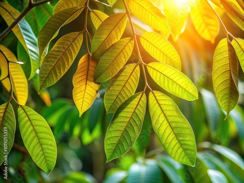 Softly illuminated by warm afternoon sunlight, a vibrant assortment of longan tree leaves with delicate veins and subtle sheen are gathered together in a harmonious composition.