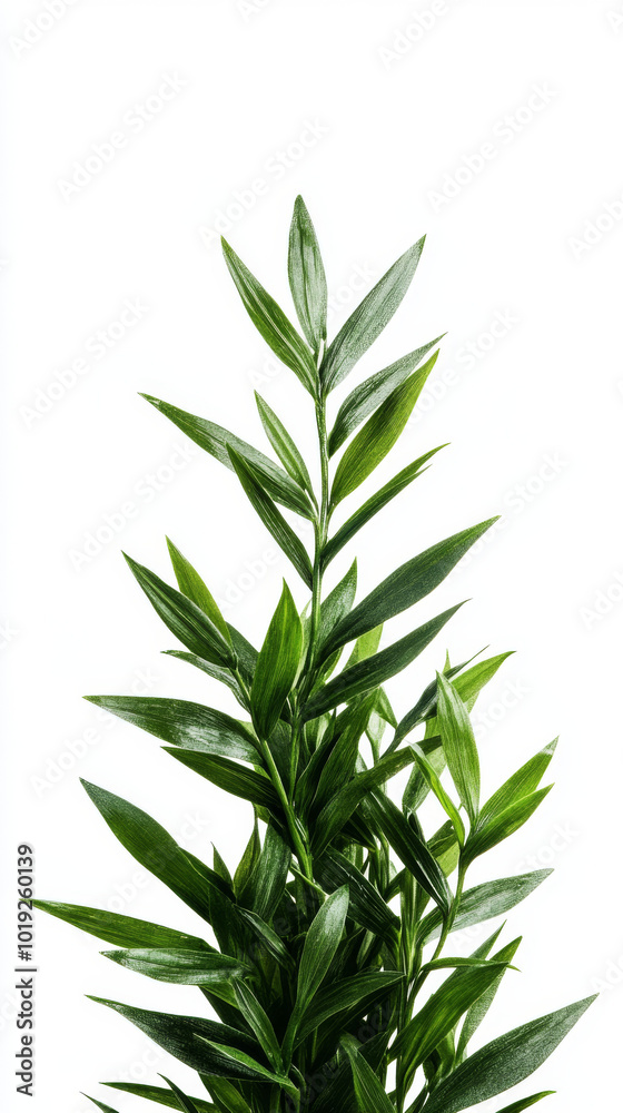Fototapeta premium A close-up of lush green plant leaves against a white background.