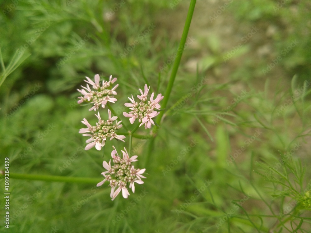 Wonderful flower Wonderful flower