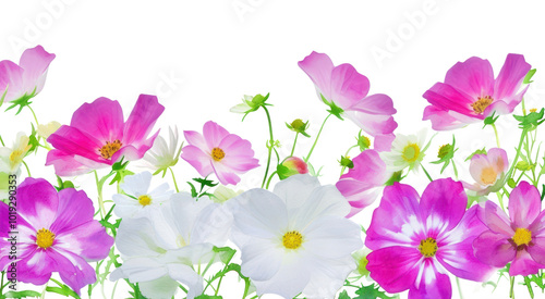PNG Pink and white flowers backgrounds outdoors blossom.