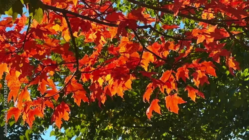 custom made wallpaper toronto digitalColorful maple branch with peak colors of red as it waves in the wind or gentle breeze with sunlight went through