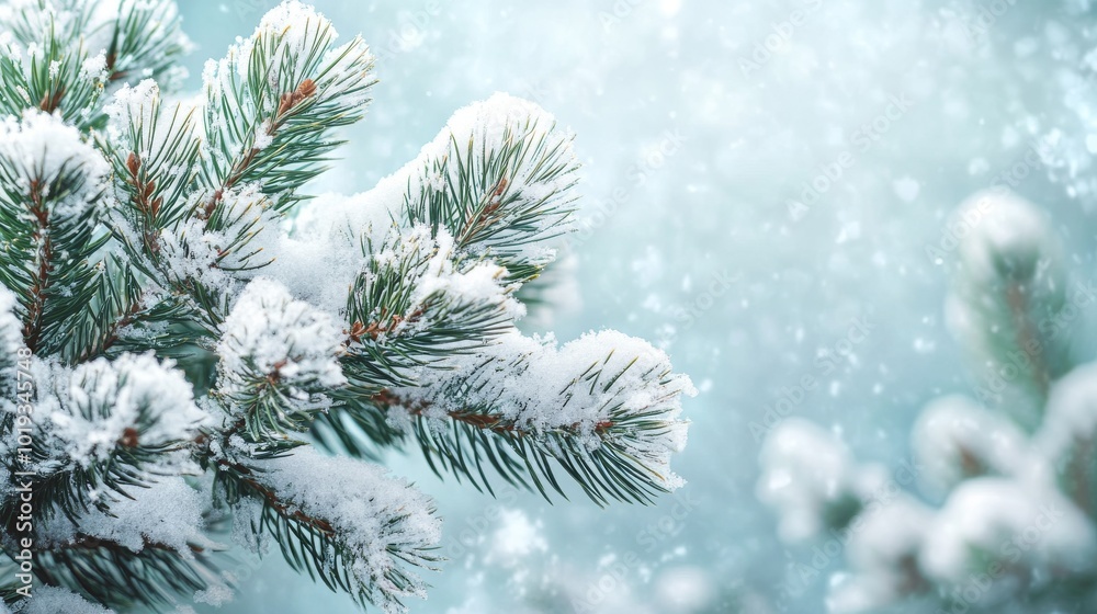 Snow-Covered Pine Branch with Blurred Background Snow-Covered Pine Branch with Blurred Background