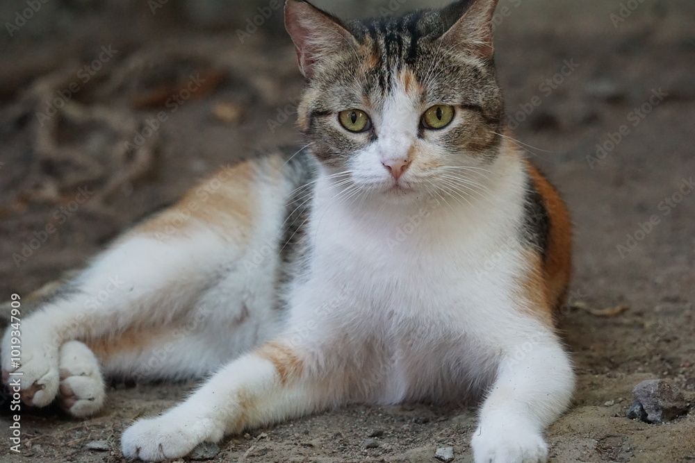 portrait of a cat