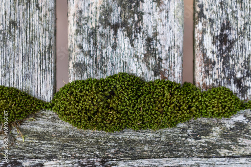 Moss growing on wood