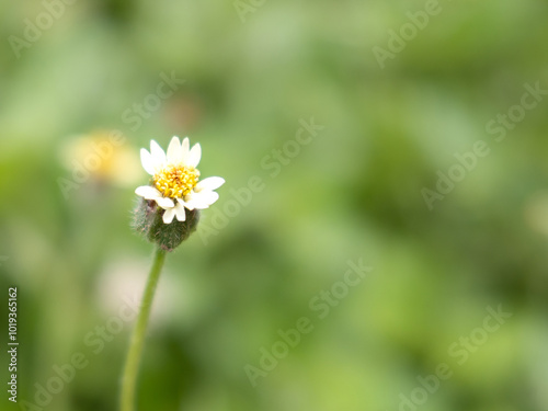 Close up small flower of grass and blur green background