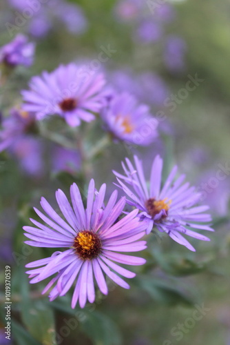 purple flowers