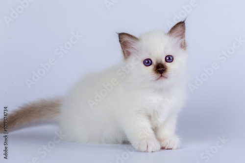 Sacred Birman kitten shocolate point color, birma Cat isolated on a white background, studio photo