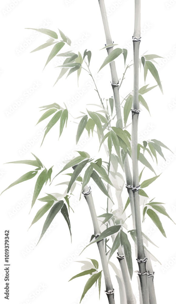 Fototapeta premium bamboo isolated on white background