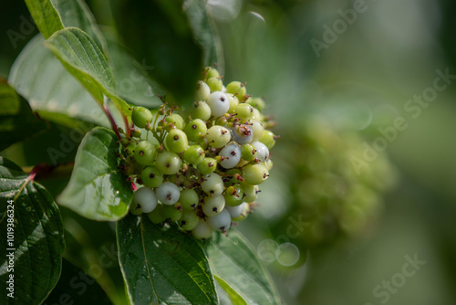 The ripening berries of a silky dogwood shrub (cornus amomom) in Ontario, Canada. photo