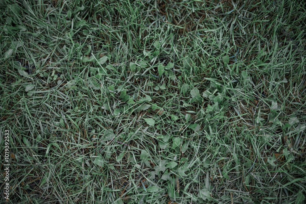 Green leaves realistic seamless background Green leaves realistic seamless background