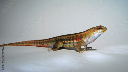 Hispaniolan Curlytail Lizard Male Isolated on White