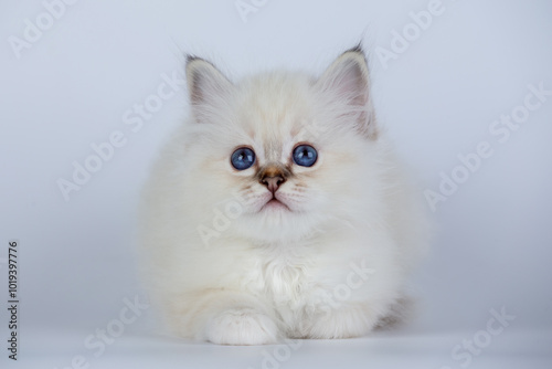 Sacred Birman kitten seal tabby point color, birma Cat isolated on a white background, studio photo