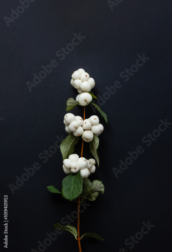 Symphoricarpos albus or snowberry on black background. Botanical vertical banner. Selective focus, copy space photo