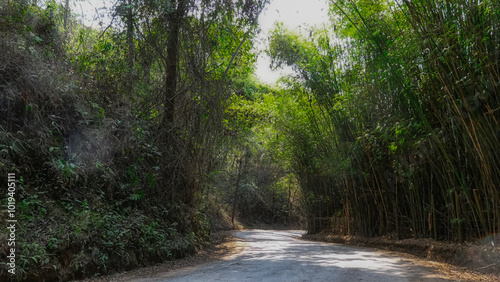 road in the forest
