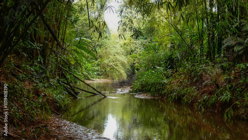 river in the forest
