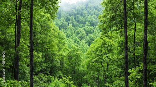 Lush Green Forest Canopy with Misty Background Nature Serenity Landscape