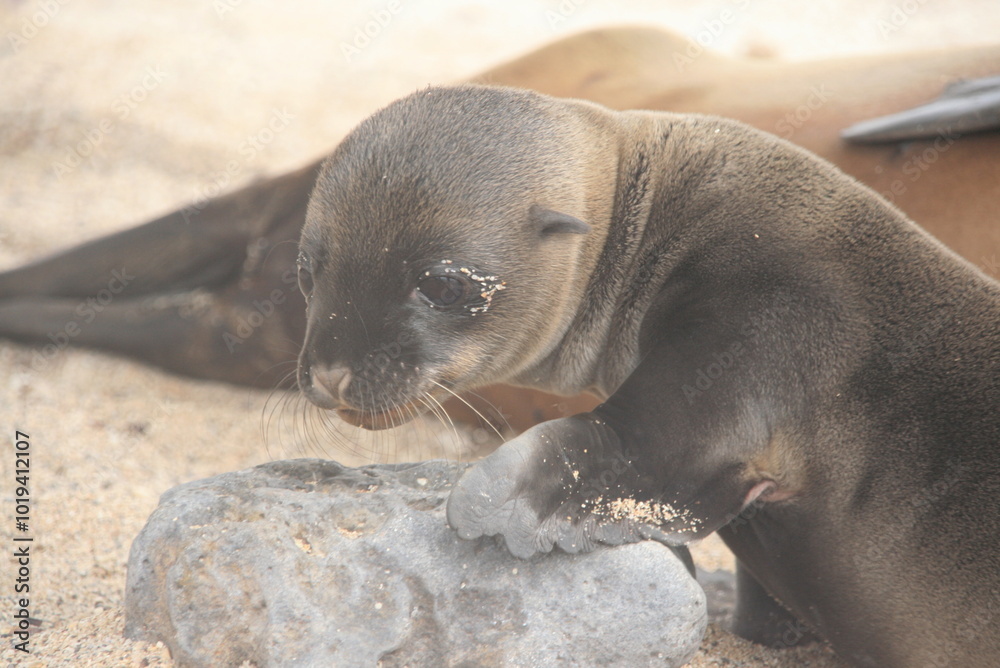 Obraz premium Seelöwe - Baby - Galapagos