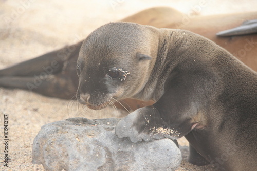 Seelöwe - Baby - Galapagos