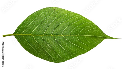 A close-up of a single, green leaf isolated on a white background shows its veins and fresh, natural texture