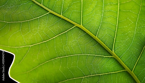 Imagine an image of a close-up green leaf texture as the background, highlighting the intricate patterns and details The tags for this image are leaf, nature, plant, texture, pattern, macro, abstract,