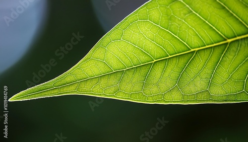 Imagine an image of a close-up green leaf texture as the background, highlighting the intricate patterns and details The tags for this image are leaf, nature, plant, texture, pattern, macro, abstract, photo