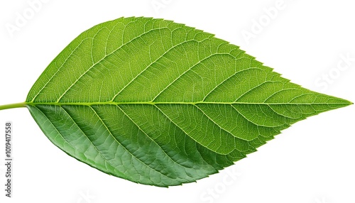 A close-up of a single, green leaf isolated on a white background shows its veins and fresh, natural texture