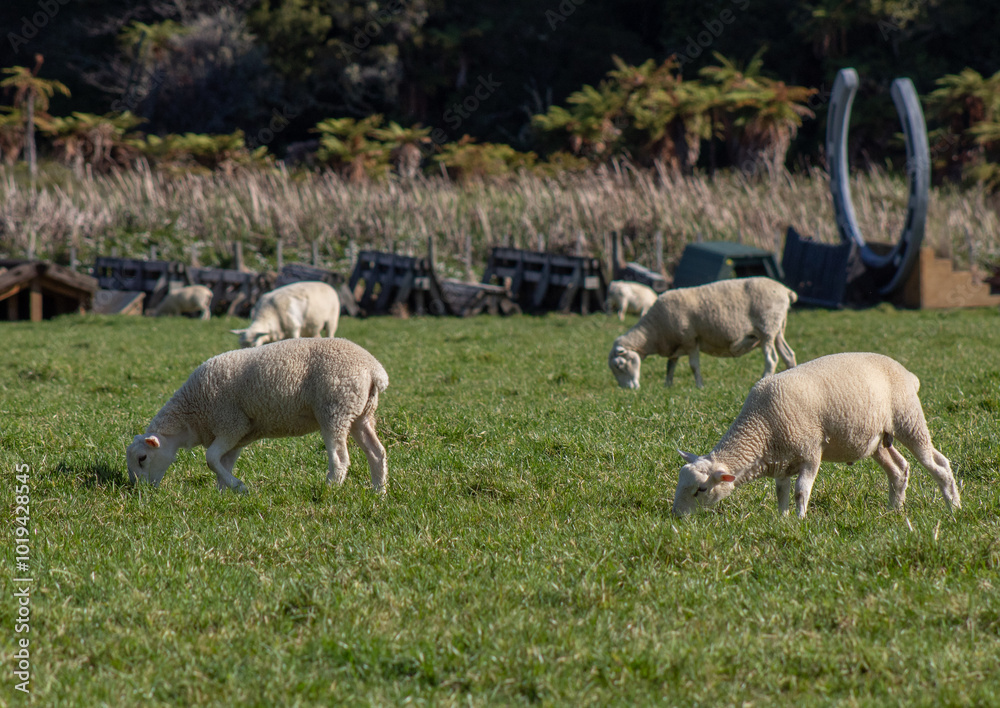 Sheep in paddock