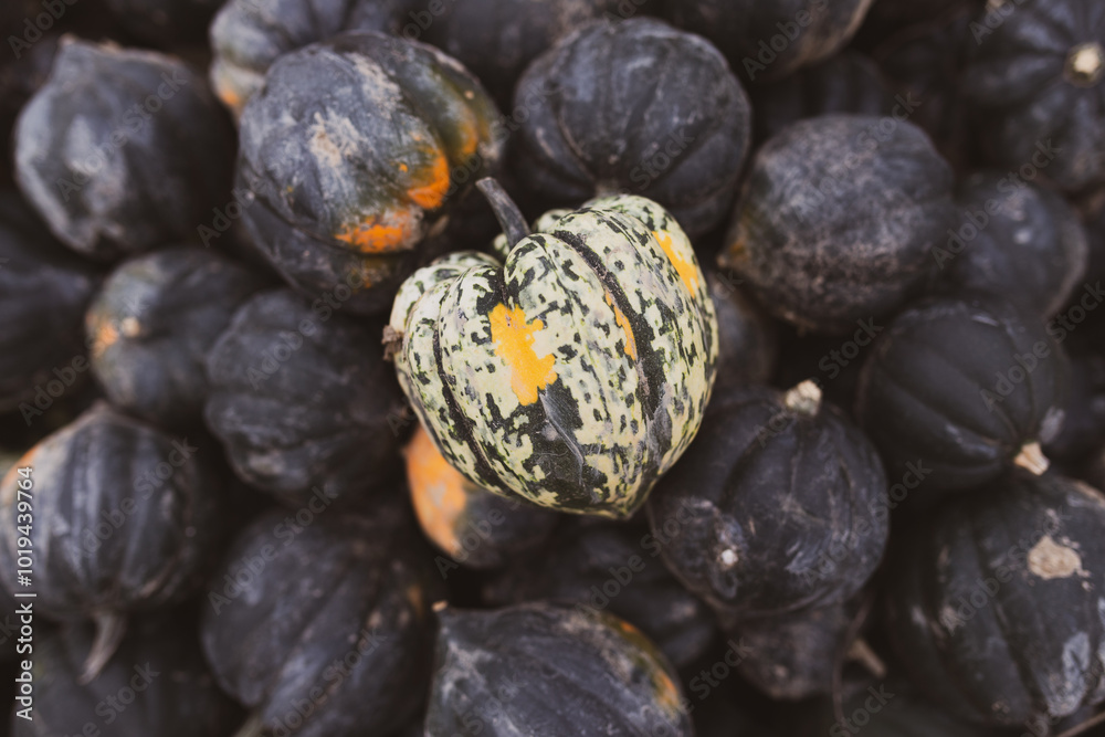 Fototapeta premium Multi Colored Fall Gourd Squashes at the Farmer's Market