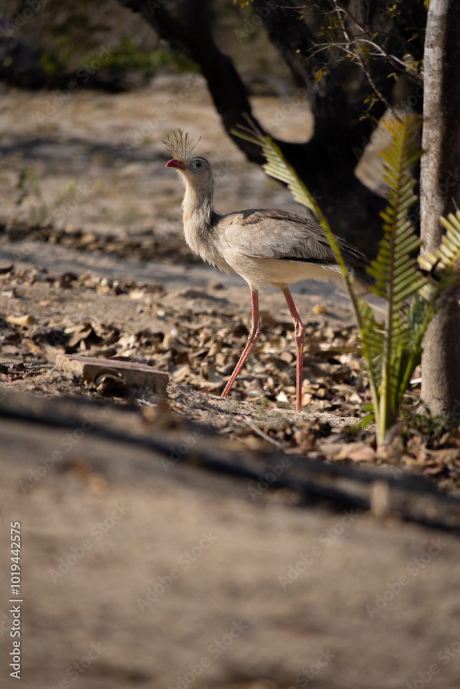 Cariama Cristata. The red-legged seriema is a predatory terrestrial bird in the family Cariamidae. The species was previously classified within the order Gruiformes, but molecular data suggest that se Cariama Cristata. The red-legged seriema is a predatory terrestrial bird in the family Cariamidae. The species was previously classified within the order Gruiformes, but molecular data suggest that se