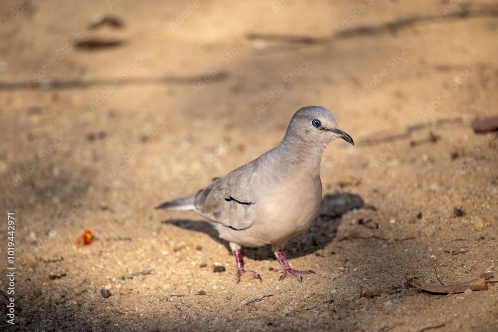 The picui dove, popularly known as the pajeú dove, São José dove and white dove, is a species of bird in the Columbidae family. Rolinha The picui dove, popularly known as the pajeú dove, São José dove and white dove, is a species of bird in the Columbidae family. Rolinha