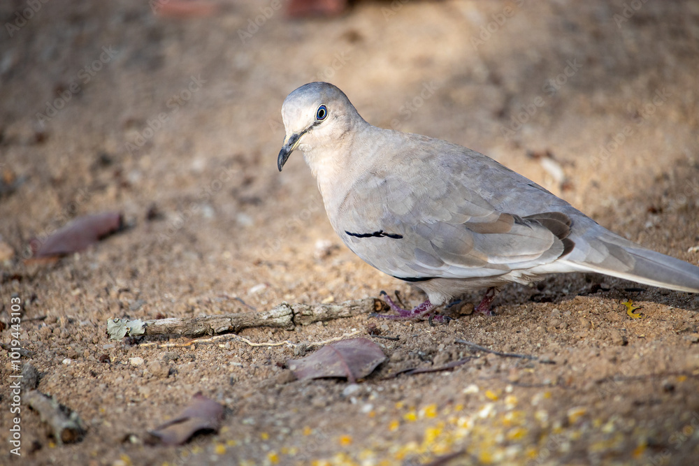The picui dove, popularly known as the pajeú dove, São José dove and white dove, is a species of bird in the Columbidae family. Rolinha The picui dove, popularly known as the pajeú dove, São José dove and white dove, is a species of bird in the Columbidae family. Rolinha