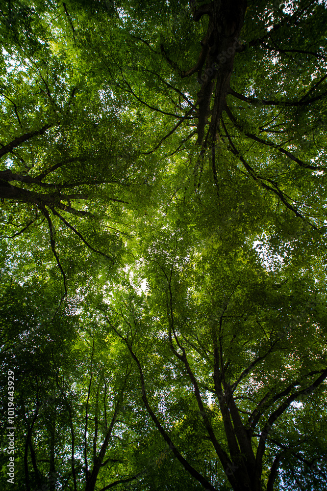 Green leaf background. Green leaf forest on blurred greenery background. Leaves background. Green nature background. Green leaf in forest. Leaves plants blurred backdrop. Green leaf background. Green leaf forest on blurred greenery background. Leaves background. Green nature background. Green leaf in forest. Leaves plants blurred backdrop.