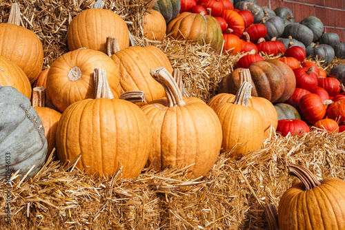 Diverse Shapes and Shades: The Fall Pumpkin Harvest