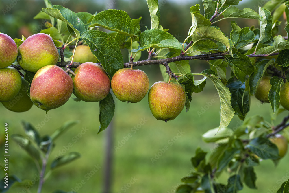 Red apples on tree. Ripe red apple fruits in apple orchard. Fresh red apples on tree branches. Autumn and Harvest Concept. Apple garden. Red apples on tree. Ripe red apple fruits in apple orchard. Fresh red apples on tree branches. Autumn and Harvest Concept. Apple garden.