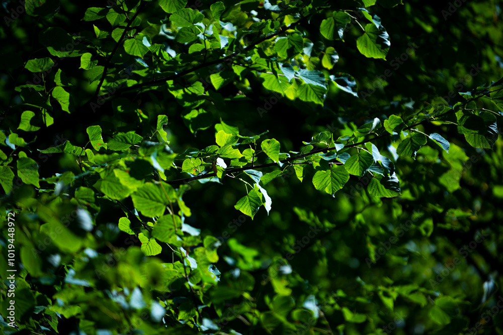 Spring green leaf background. Green leaf forest greenery background. Forest background. Green nature background. Green leaf in forest. Leaves plants backdrop. Spring green leaf background. Green leaf forest greenery background. Forest background. Green nature background. Green leaf in forest. Leaves plants backdrop.