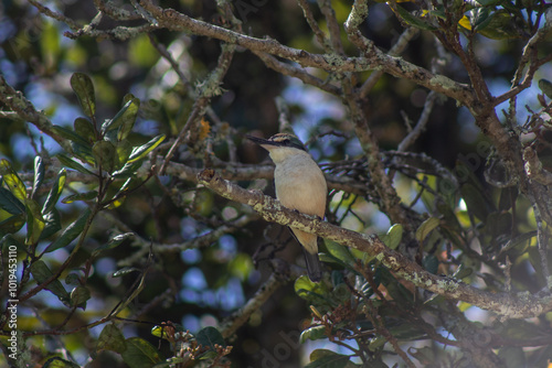 bird on a branch photo