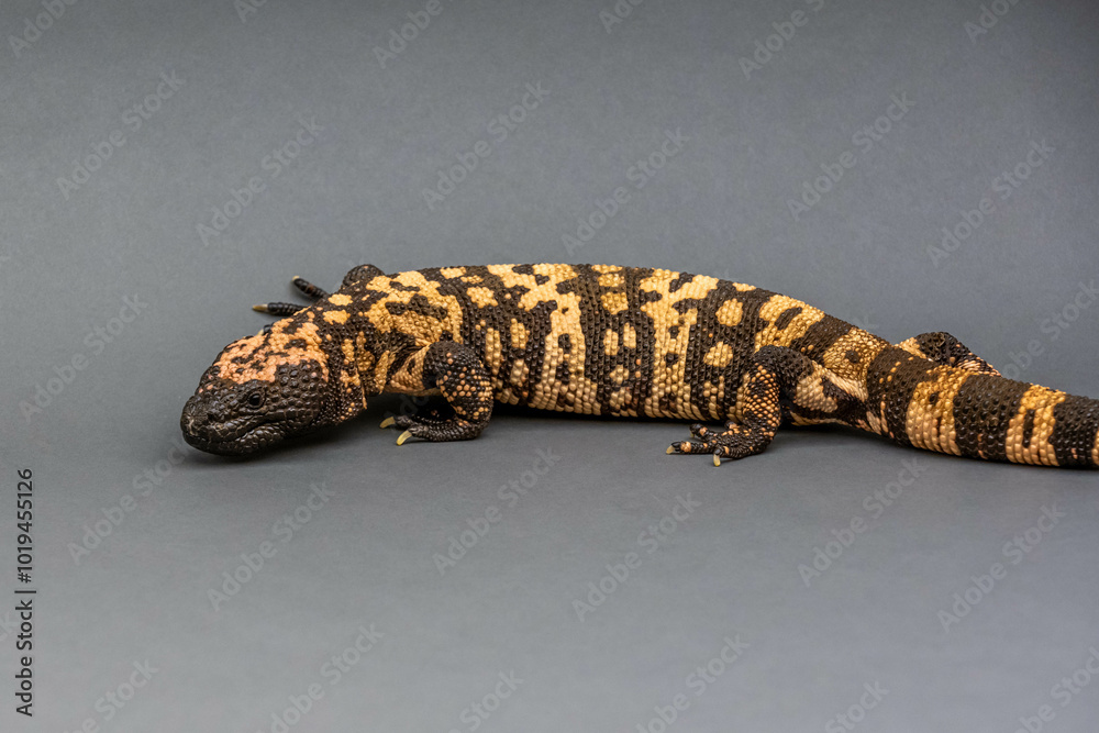 Fototapeta premium A Gila Monster in Tucson, Arizona