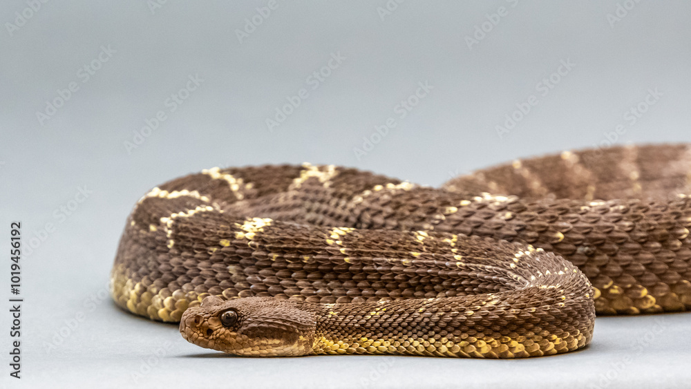 Obraz premium A Western Diamondback Rattlesnake in Tucson, Arizona
