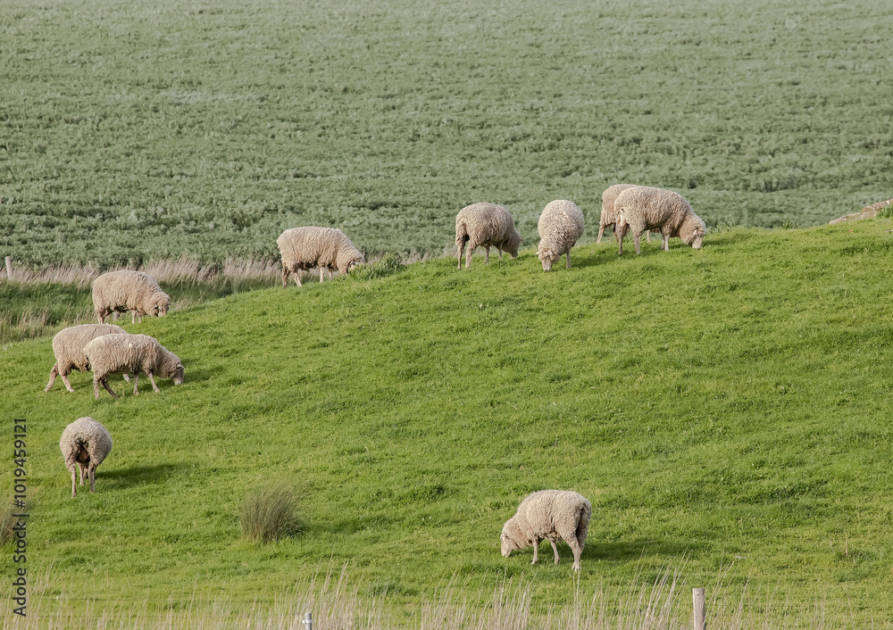 Flock of woolly sheep grazing in a lush green pasture, surrounded by trees and rural landscape in countryside, Australia Flock of woolly sheep grazing in a lush green pasture, surrounded by trees and rural landscape in countryside, Australia
