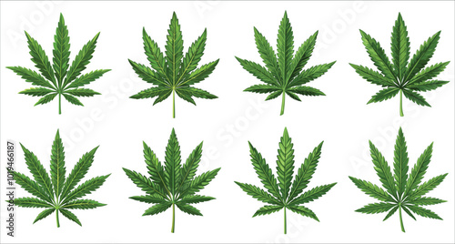 Realistic vector green cannabis leaf. Stylized cannabis leaves vector set. Vector illustrations of cannabis leaves. Collection of green cannabis leaf vector. Collection of cannabis leaf vector