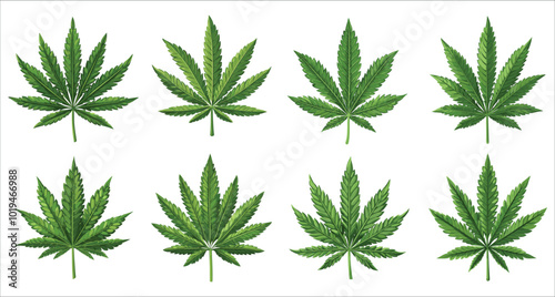 Realistic vector green cannabis leaf. Stylized cannabis leaves vector set. Vector illustrations of cannabis leaves. Collection of green cannabis leaf vector. Collection of cannabis leaf vector