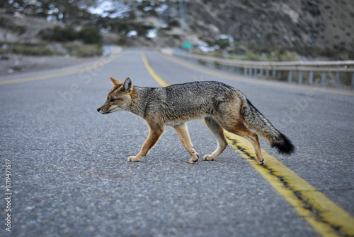 Zorro culpeo en la cordillera de Chile