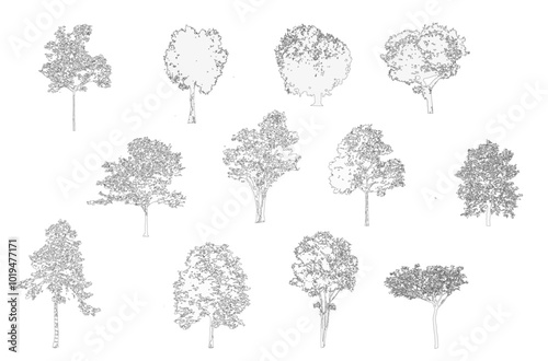 Minimal style cad tree line drawing, Side view, set of graphics trees elements outline symbol for architecture and landscape design drawing. Vector illustration in stroke fill in white. Tropical, stre