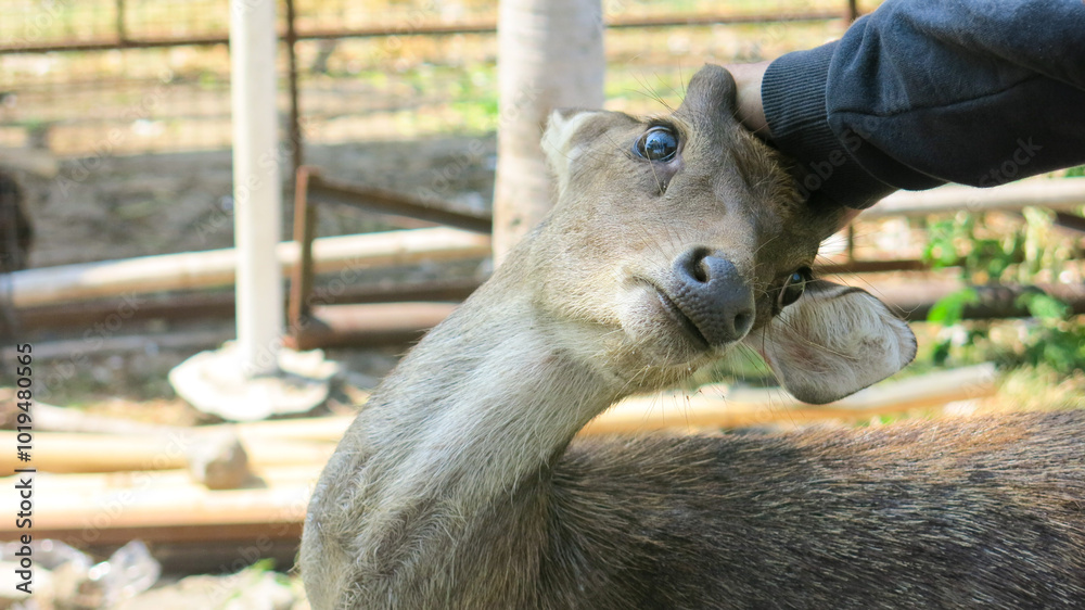 Obraz premium Anonymous tourist hand rubbing, stroking, and touching deer head. deer and doe colony in city park. deer acting cute begging for food.