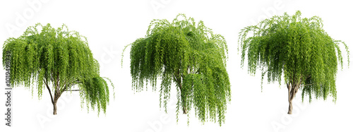 Tree Weeping Willow on transparent background.3d rendering