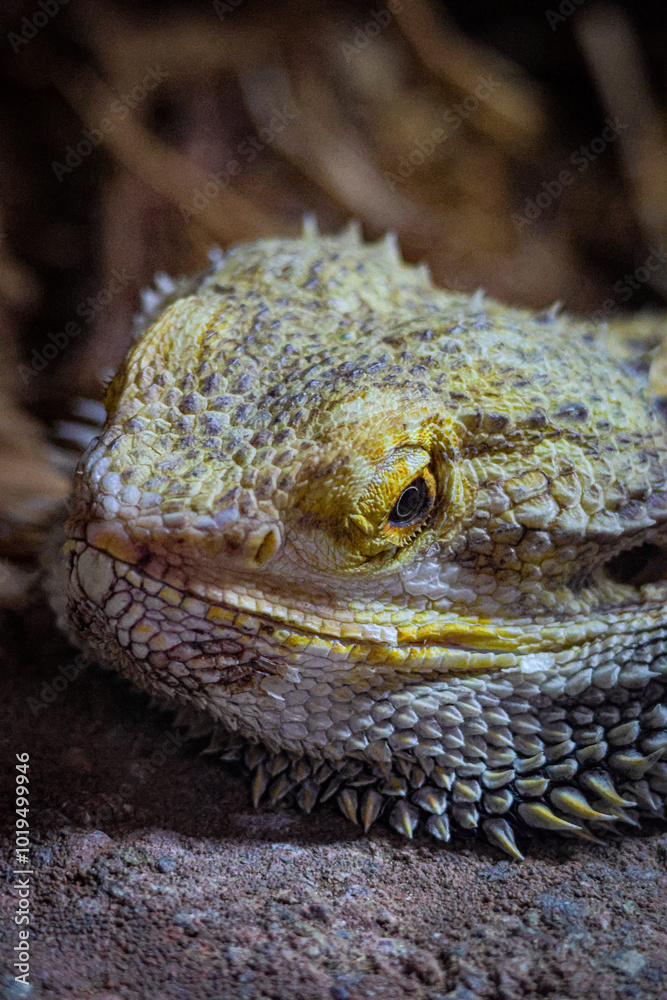 Bearded dragon Bearded dragon