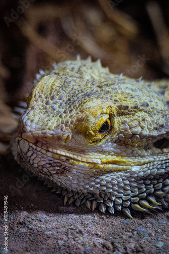 Bearded dragon 