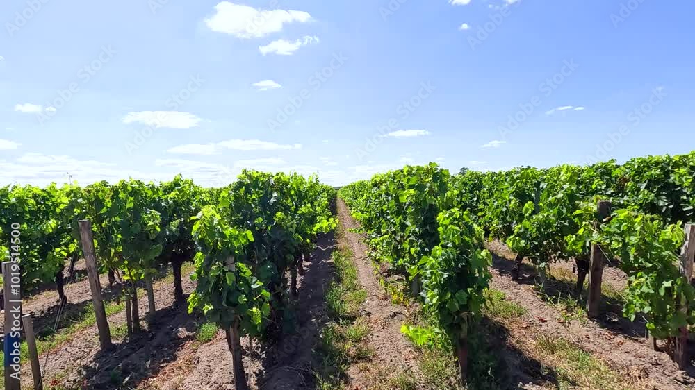 Grape Vineyard in Saint Emilion Grape Vineyard in Saint Emilion