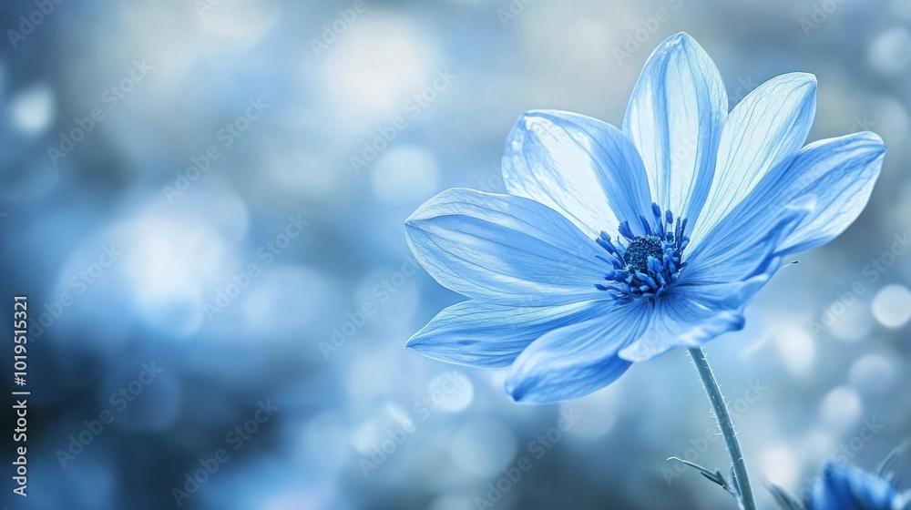 Single Blue Flower with Bokeh Background Single Blue Flower with Bokeh Background