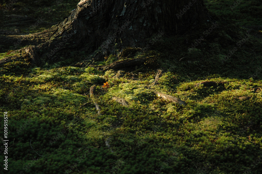 Japanese moss garden in evening / 夕日に照らされる和風庭園の苔 Japanese moss garden in evening / 夕日に照らされる和風庭園の苔
